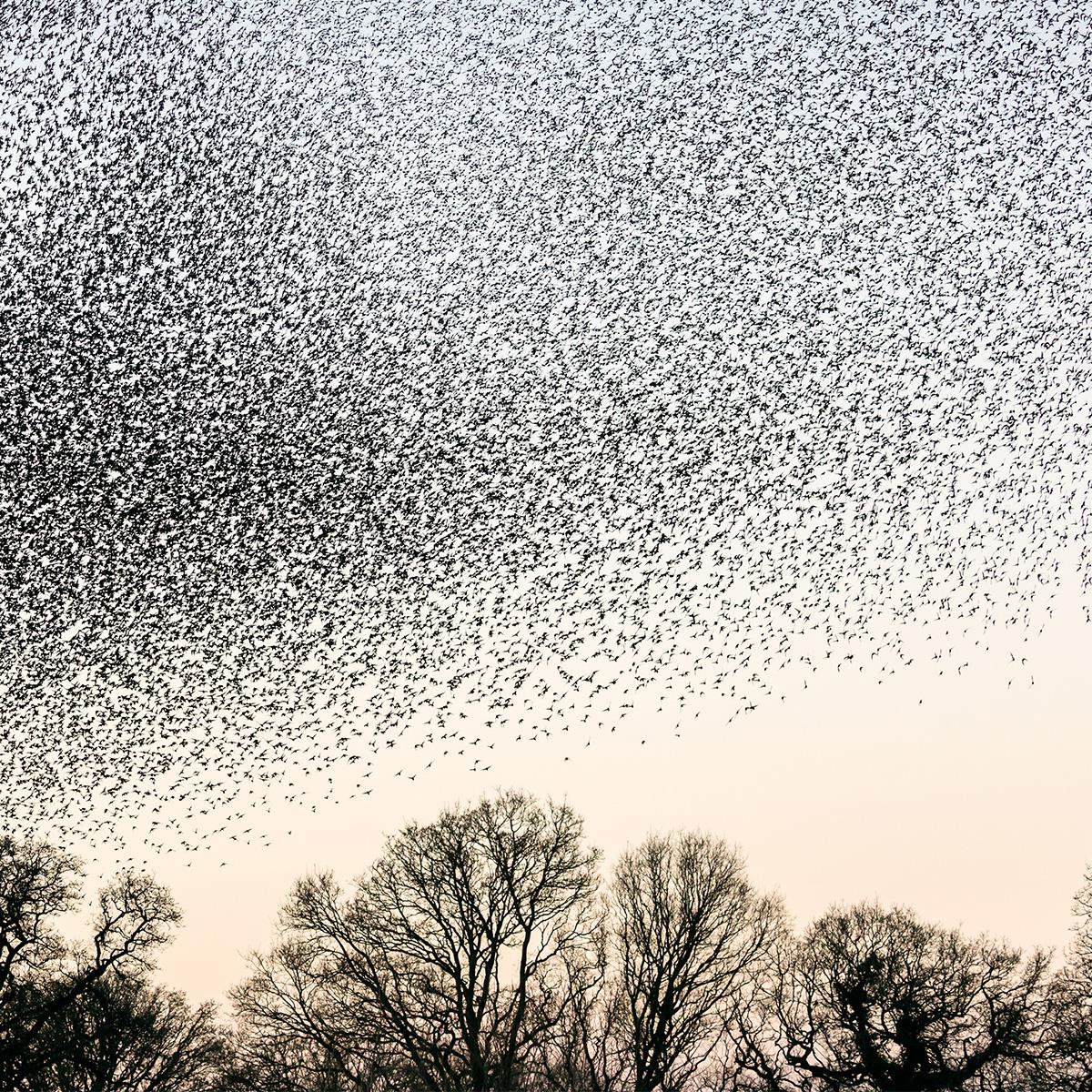 Birds